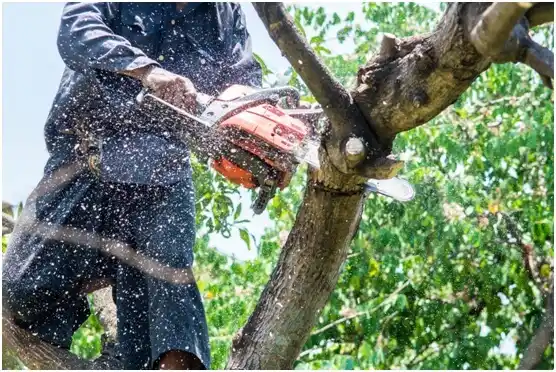 tree services Crawfordsville